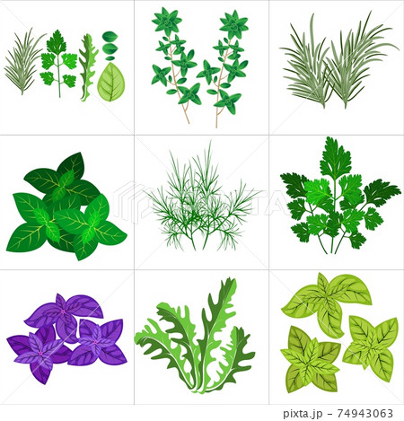 set of culinary herbs for your design. Isolated on a white background. 74943063