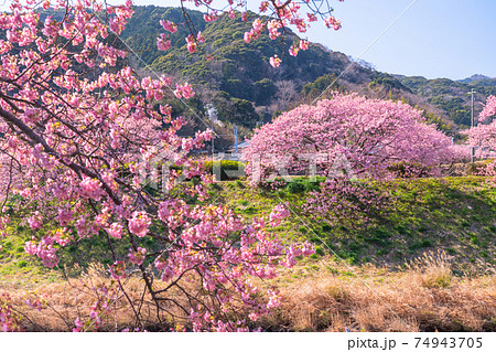 《静岡県》満開の河津桜・南伊豆町 《静岡県》満開の河津桜・南伊豆町 74943705