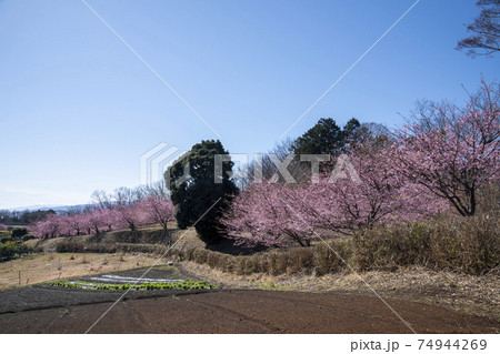 おおいゆめの里　神奈川県足柄上郡大井町 74944269
