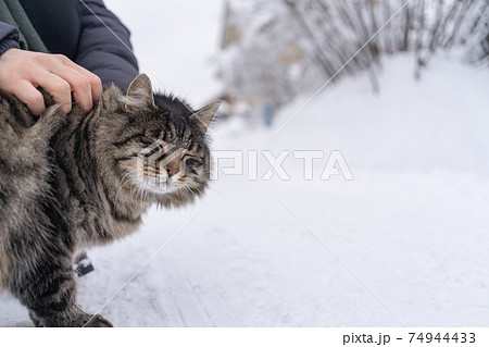 Cat enjoys being stroked by hand Cat enjoys being stroked by hand 74944433
