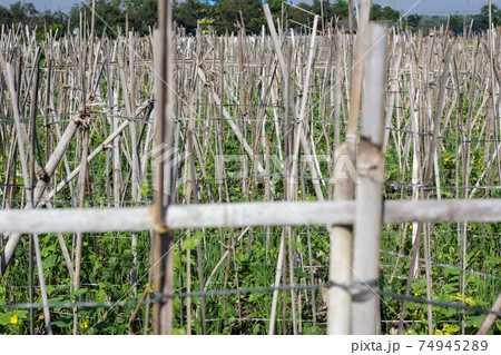 Long beans garden 74945289