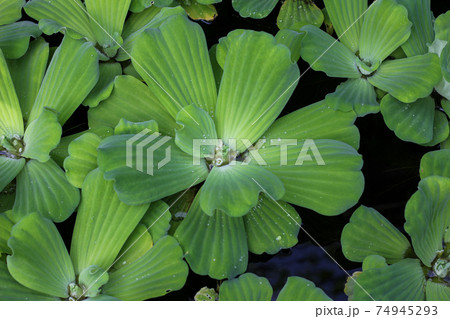 aquatic plants aquatic plants 74945293