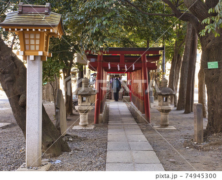 花園神社境内の稲荷神社　鳥居 74945300