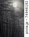 冬の森 74946192