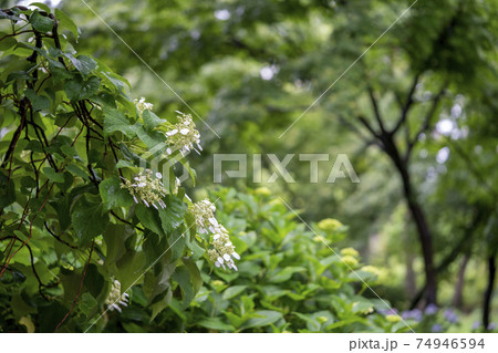 イワガラミ イワガラミ 74946594