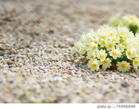 ハート形の花びらがかわいいクリームイエローのサクラソウ 74946896