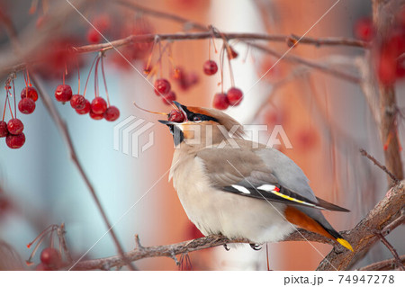 Bohemian waxwing winter passerine bird feeding on berries 74947278