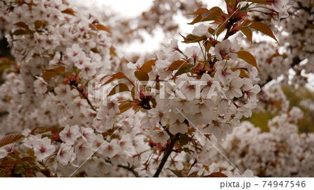 桜 74947546