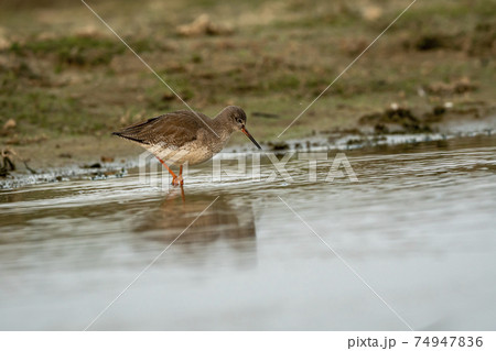 common redshank or Tringa totanus close up shot with reflection in water at wetland of keoladeo ghana national park or bharatpur bird sanctuary rajasthan india common redshank or Tringa totanus close up shot with reflection in water at wetland of keoladeo ghana national park or bharatpur bird sanctuary rajasthan india 74947836