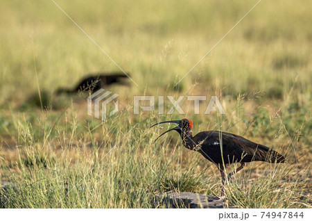 Red naped ibis or Indian black ibis or Pseudibis papillosa tossing up Grasshopper kill with long beak open in grassland of tal chhapar sanctuary rajasthan india Red naped ibis or Indian black ibis or Pseudibis papillosa tossing up Grasshopper kill with long beak open in grassland of tal chhapar sanctuary rajasthan india 74947844