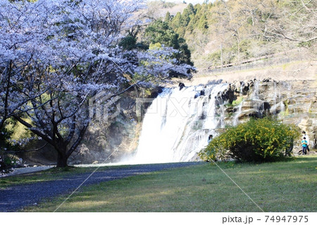 満開の桜と龍門の滝 満開の桜と龍門の滝 74947975