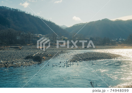 犀川白鳥湖【2月】 74948099