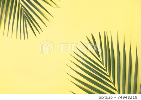 木の葉 葉 草の葉 74948219