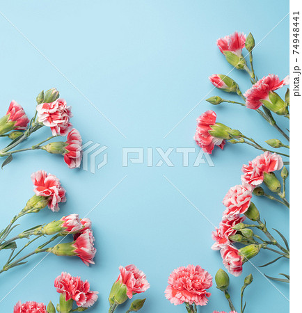 カーネーション ハマナデシコ 背景 74948441