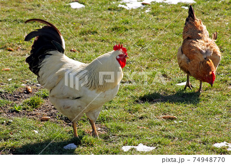 Rooster and hen. 74948770