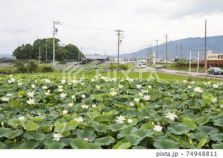 花はす田（愛知県愛西市） 74948811