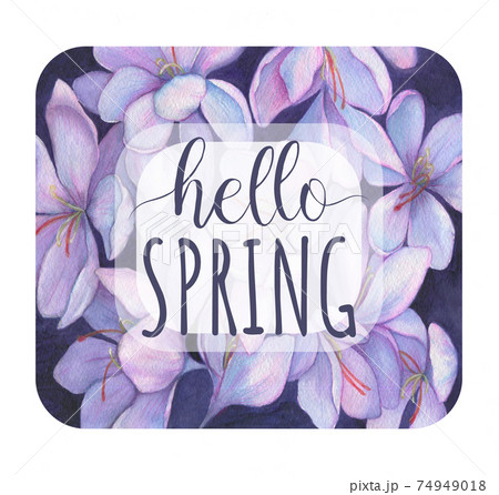Hello Spring. Spring flowers snowdrops. Purple crocuses 74949018