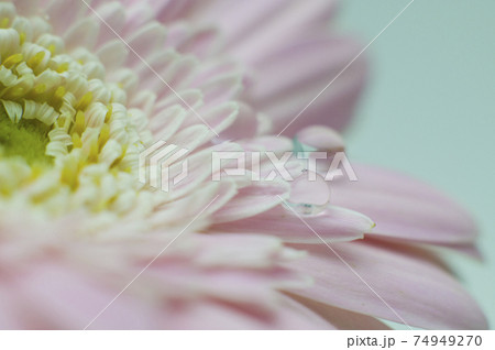 ピンク色のガーベラの花びらの上に水滴があります。 74949270