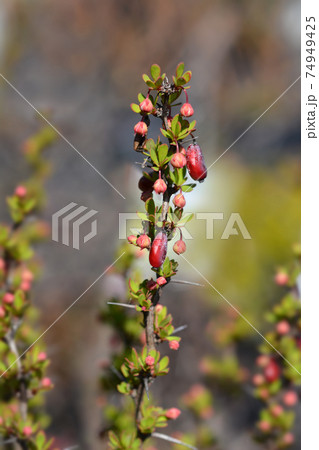 Japanese barberry Powwow Japanese barberry Powwow 74949425