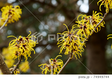 早春に黄色の美しい花が咲くマンサク 74949744