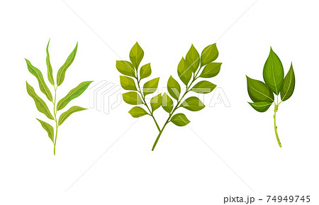 Green Leafy Branches and Foliage with Stem and Veins or Fibers Vector Set 74949745