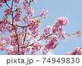 河津さくら 74949830