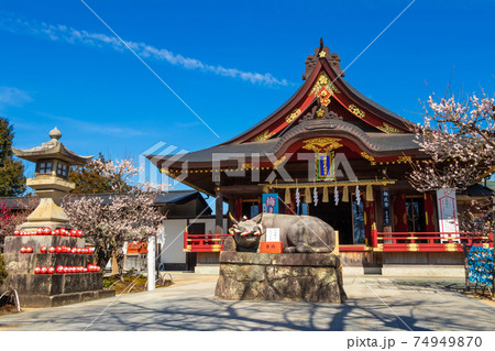岩津天満宮、満開の梅〈愛知県岡崎市〉 岩津天満宮、満開の梅〈愛知県岡崎市〉 74949870