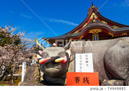 岩津天満宮、満開の梅〈愛知県岡崎市〉 74949885