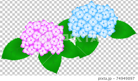 紫陽花のイラスト 桃色 水色 のイラスト素材 紫陽花のイラスト 桃色 水色 のイラスト素材