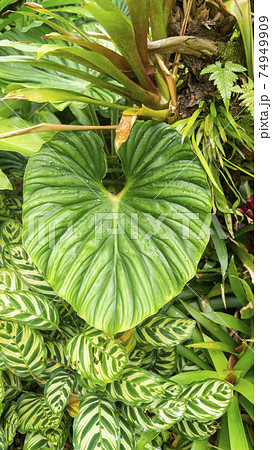 熱帯雨林の植物と動物