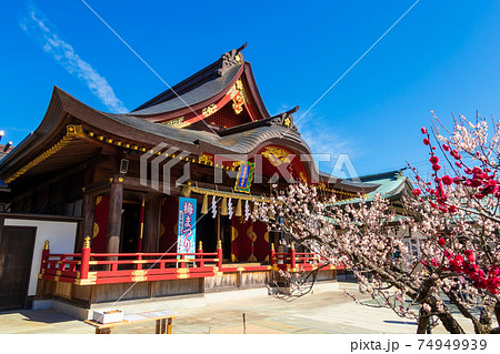 岩津天満宮、満開の梅〈愛知県岡崎市〉 岩津天満宮、満開の梅〈愛知県岡崎市〉 74949939