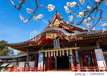 岩津天満宮、満開の梅〈愛知県岡崎市〉 74949940