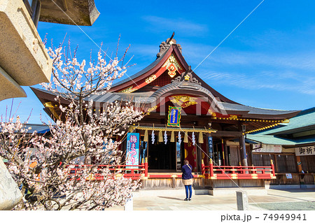 岩津天満宮、満開の梅〈愛知県岡崎市〉 74949941