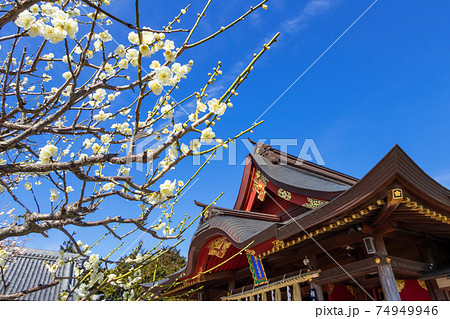 岩津天満宮、満開の梅〈愛知県岡崎市〉 岩津天満宮、満開の梅〈愛知県岡崎市〉 74949946
