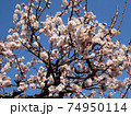 満開の梅の花 74950114