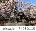 湯島天神の狛犬と満開の梅の花 74950115
