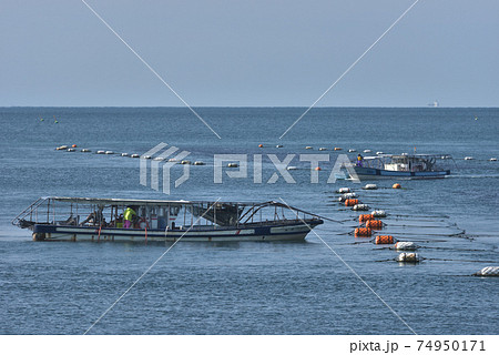 播磨灘のもぐり船 養殖海苔の刈り取り作業風景 播磨灘のもぐり船 養殖海苔の刈り取り作業風景 74950171