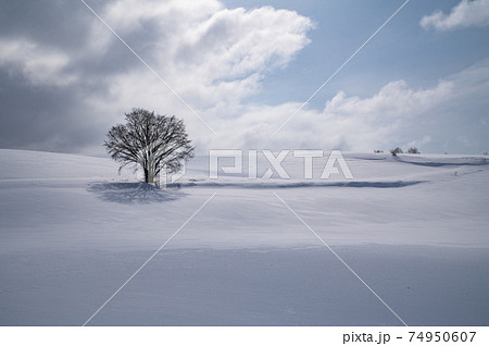 滑らかな雪原の一本木 滑らかな雪原の一本木 74950607