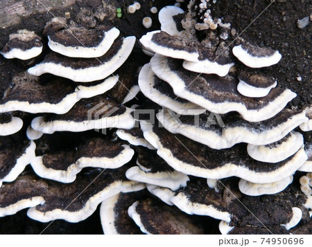 白黒モノトーンのキノコ 白黒モノトーンのキノコ 74950696