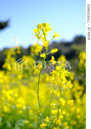 スッと伸びて咲いている2本の菜の花に焦点が当たった菜の花畑 スッと伸びて咲いている2本の菜の花に焦点が当たった菜の花畑 74950869