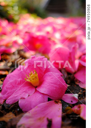 地面一面にピンクの椿の花が落ちていて一つの花にフォーカスがあたっているの写真素材