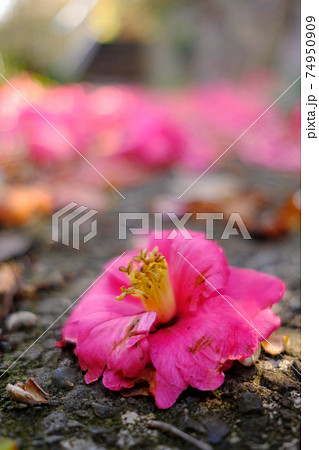 地面に落ちたピンクの椿の花と遠くの方に一面に広がる他の椿の花【縦構図】 地面に落ちたピンクの椿の花と遠くの方に一面に広がる他の椿の花【縦構図】 74950909