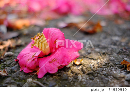 地面に落ちたピンクの椿の花と遠くの方に一面に広がる他の椿の花の写真素材