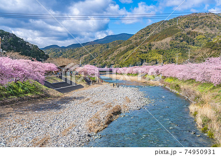 日本の春 伊豆河津町の桜並木 日本の春 伊豆河津町の桜並木 74950931