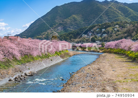 日本の春 伊豆河津町の桜並木 日本の春 伊豆河津町の桜並木 74950934