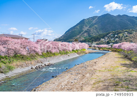 日本の春 伊豆河津町の桜並木 日本の春 伊豆河津町の桜並木 74950935