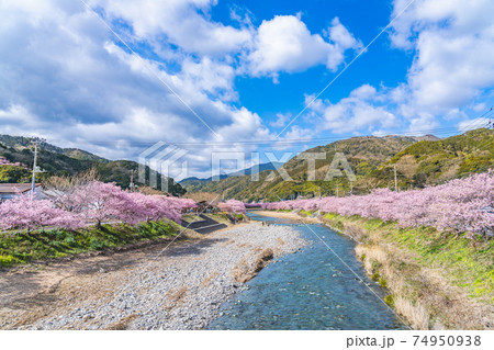 日本の春 伊豆河津町の桜並木 日本の春 伊豆河津町の桜並木 74950938