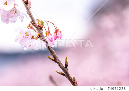 神奈川県 足柄 一ノ堰ハラネ春めき桜の写真素材