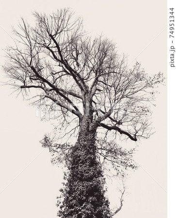 Black and artful big tree on beige background 74951344