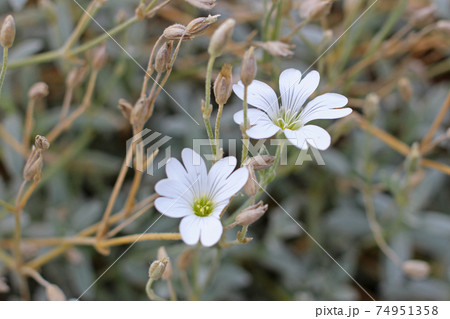 北欧の可愛いノミノフスマの花 ホルダラン ノルウェーの写真素材